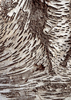 Birch or Aspen abstract