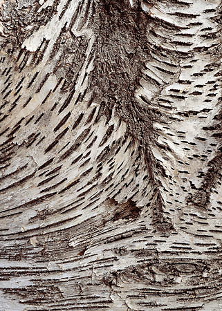 Birch or Aspen abstract