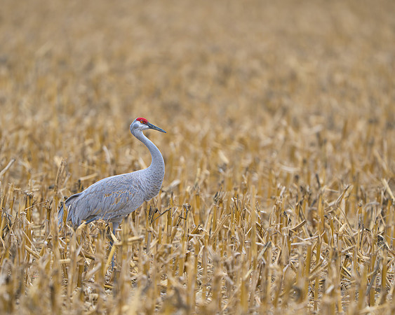 Sandhill crane
