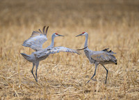 Sandhill cranes