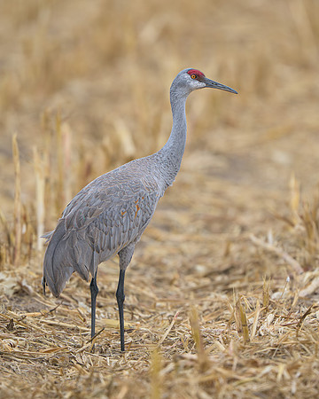 Sandhill crane
