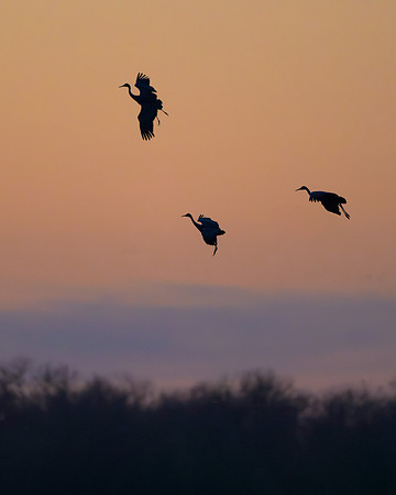 Sandhill cranes in flight