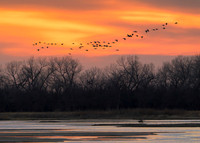 Sandhill cranes over Platte River