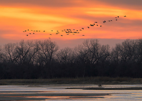 Sandhill cranes over Platte River