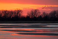 Sandhill cranes over Platte River