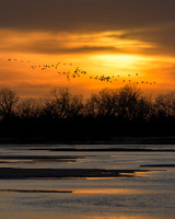Nebraska Sandhill Cranes '26