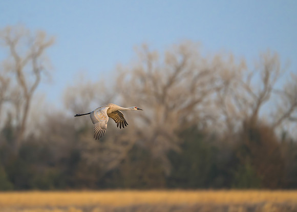 Sandhill crane