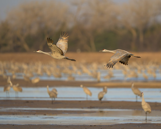 Sandhill cranes