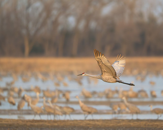 Sandhill crane in flight