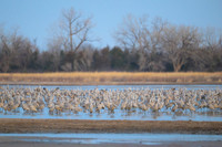 Sandhill cranes