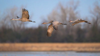 Sandhill cranes