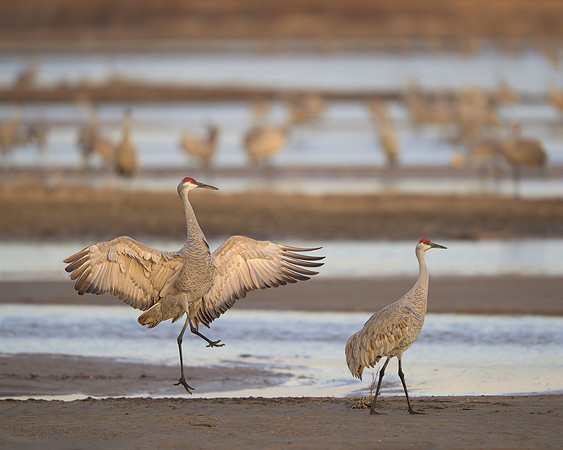 Sandhill cranes