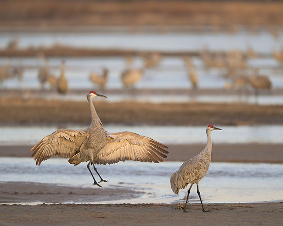 Sandhill cranes