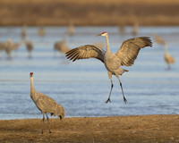 Sandhill cranes