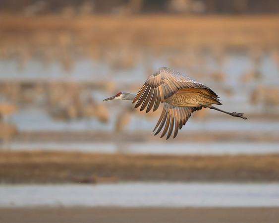 Sandhill crane in flight