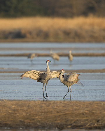 Sandhill crane