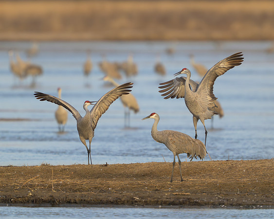 Sandhill crane