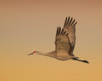 Sandhill crane in flight