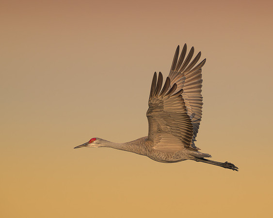 Sandhill crane in flight