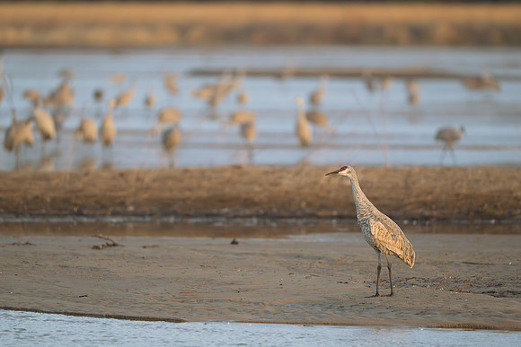 Sandhill crane