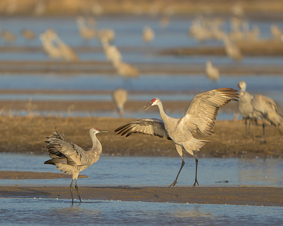 Sandhill crane