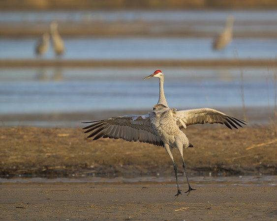 Sandhill crane