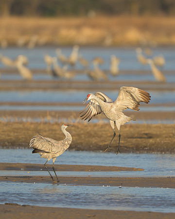 Sandhill crane