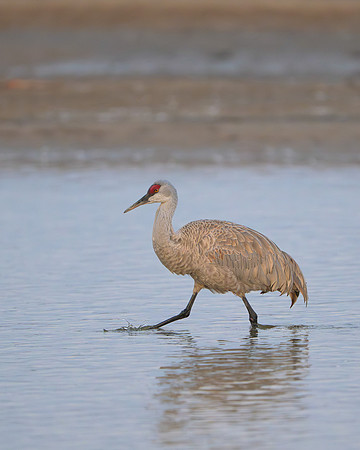 Sandhill crane