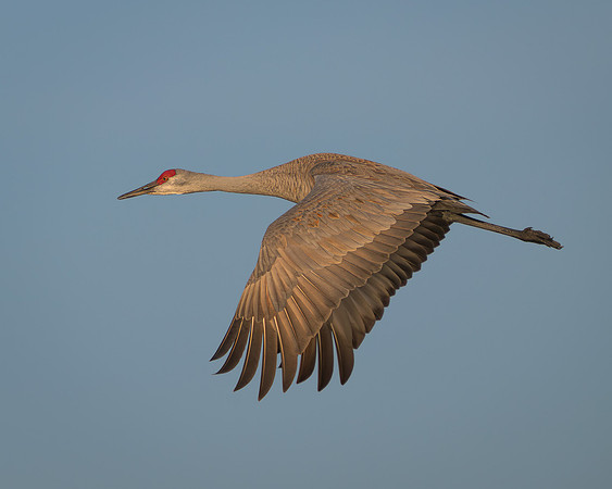 Sandhill crane in flight