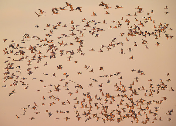 Sandhill cranes