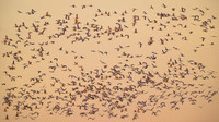 Sandhill cranes
