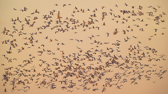 Sandhill cranes