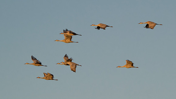 Sandhill cranes