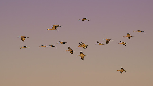 Sandhill cranes