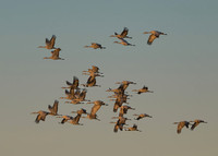 Sandhill cranes