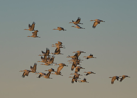 Sandhill cranes
