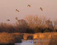 Sandhill cranes