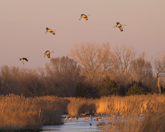 Sandhill cranes