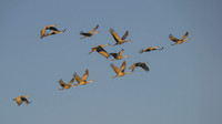 Sandhill cranes
