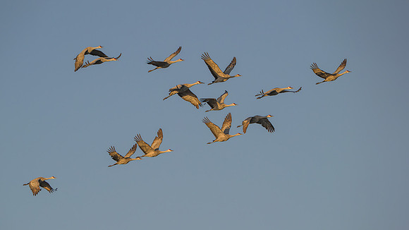 Sandhill cranes
