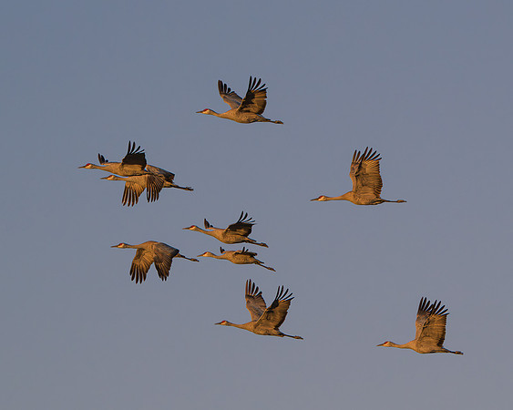 Sandhill cranes