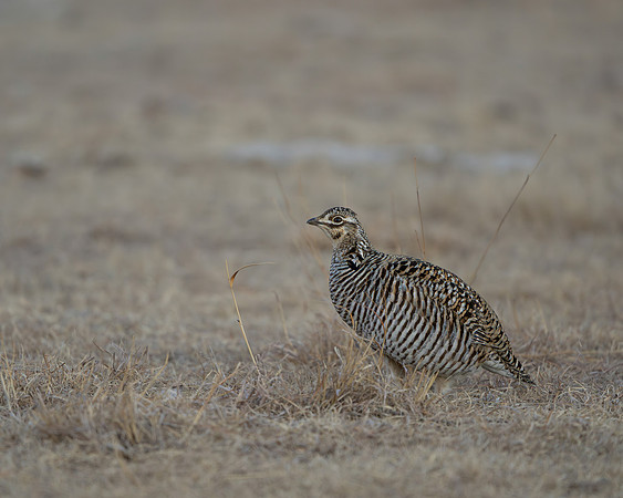 Prairie Chicken