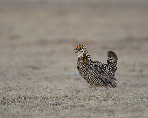 Prairie Chicken