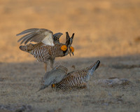 Prairie Chickens