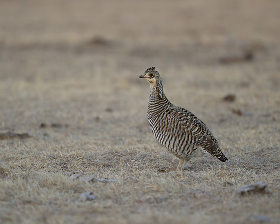 Prairie Chicken