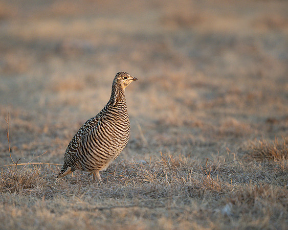 Prairie Chicken