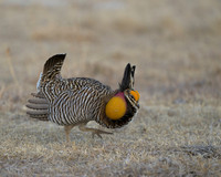 Prairie Chickens