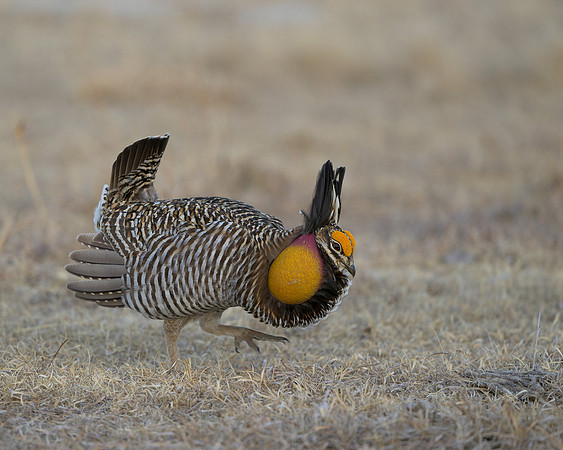 Prairie Chickens