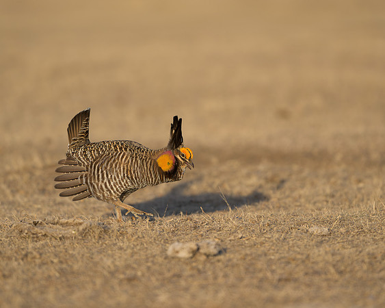 Prairie Chickens