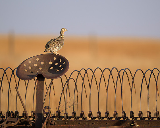 Prairie Chicken